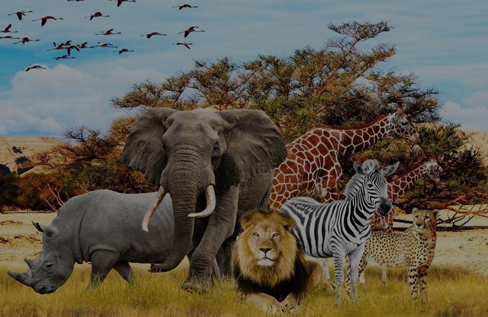 African Conservation